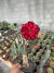 Rosa do deserto LM 868 vaso 14