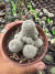 Rebutia pygmaea vaso 9 na internet