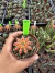 Gymnocalycium Multicolor pote 9 Cod 37 - comprar online