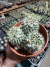 Mammilaria Nejapensis vaso 14