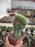 Mammilaria Pico Cristata exertada vaso 12 na internet