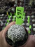 Astrophytum Asteria vaso 6 cod 169 - comprar online