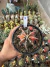 Gymnocalycium Variegata Matriz vaso 15 Cod 8