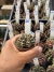 Gymnocalycium Híbrido Daydream vaso 6 Cod 26 - comprar online