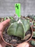 Astrophytum Nudum vaso 11 Cod 4