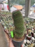 Mammillaria Hildagensis Vaso 15 Cod 1 na internet
