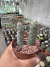 Tephrocactus Articulatus vaso 11 na internet
