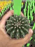Gymnocalycium Thornless Vaso 6 Cod 45