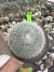 Mammilaria Hanniana vaso 15 cod 2