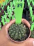 Gymnocalycium Thornless Vaso 6 Cod 89