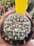 Astrophytum Asterias V-type Super Kabuto Vaso 6 cod 47