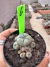 Lophophora Peyote vaso 8 cod 6 - comprar online