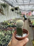 Mammilaria Híbrida exertada vaso 11 - comprar online