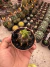 A. Kikko Variegata exertado vaso 7 cod 10 na internet
