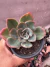 Echeveria Luella vaso 11 - comprar online