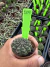 Gymnocalycium Thornless Vaso 6 Cod 109 - comprar online