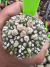 Astrophytum Asteria vaso 6 cod 63