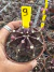 Gymnocalycium M. Purple vaso 9 cod 9 - loja online