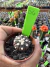 Astrophytum asteria Purple vaso 6 Cod 6