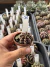 Gymnocalycium Híbrido Daydream vaso 6 Cod 36 - comprar online