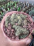 MAMMILLARIA PROLIFERA CRISTATA Vaso 9 - comprar online