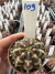 Gymnocalycium Híbrido Daydream vaso 6 Cod 109 - comprar online