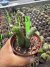 Trichocereus Bridgesii Monstruoso ‘Cacto Penis” – vaso 9 cod 3
