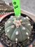 Astrophytum Asteria Ooibo vaso 9 cod 03 - comprar online