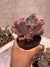 Echeveria Gibbiflora Gorbon’s Groto vaso 12 (solta verrugas) na internet