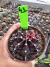 Gymnocalycium M. Purple vaso 9 cod 41 na internet