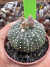 Astrophytum Asteria vaso 6 cod 266