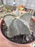 Astrophytum Coahuilense vaso 7