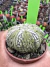 Astrophytum Asteria vaso 6 cod 54