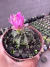 Gymnocalycium Flor rosa Pink vaso 9 - loja online