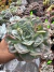 Echeveria Pagoda vaso 12 - comprar online