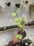 Hoya Kerri Variegata vaso 11 - comprar online