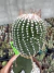 Notocactus scopa cv. inermis (enxerto - vaso 11 ) Cod 2 - comprar online