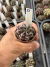 Gymnocalycium Híbrido Daydream vaso 6 Cod 17 - comprar online