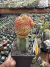 Sulcorebutia rauschii variegata enxertada Vaso 12 - sjplantas