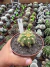 Gymnocalycium chacoense Vaso 11 Cod 8 - comprar online