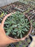 Euphorbia Japonica vaso 11 - comprar online