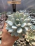 Pachyveria Snow Queen vaso 11