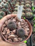 Sulcorebutia Rauschii vaso 9 Cod 6