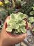 Pata de urso Variegata vaso 9 na internet