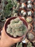 Cacto Cleitoscactus Winteri Cristata vaso 11 na internet