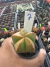 Astrophytum kohyo vaso 6 Cod 7