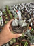 Kit Astrophytum vaso 11 cod 4 - comprar online