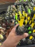 Astrophytum Fukuryu vaso 7 Cod 20 - comprar online