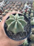 Echinocereus Subnermis vaso 9