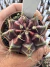 Gymnocalycium Híbrido Daydream vaso 6 Cod 96